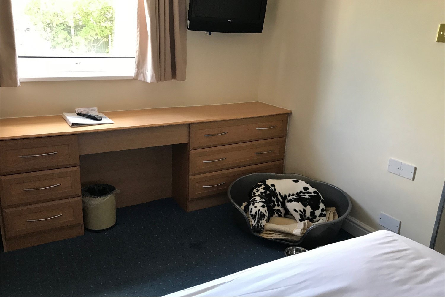 Dog Friendly Room Photo Gallery The Cathedral Hotel